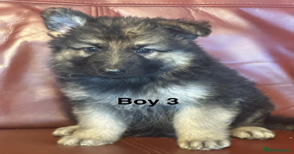 Chunky, Long Coated German Shepherds for sale in Stafford | Pets4Homes