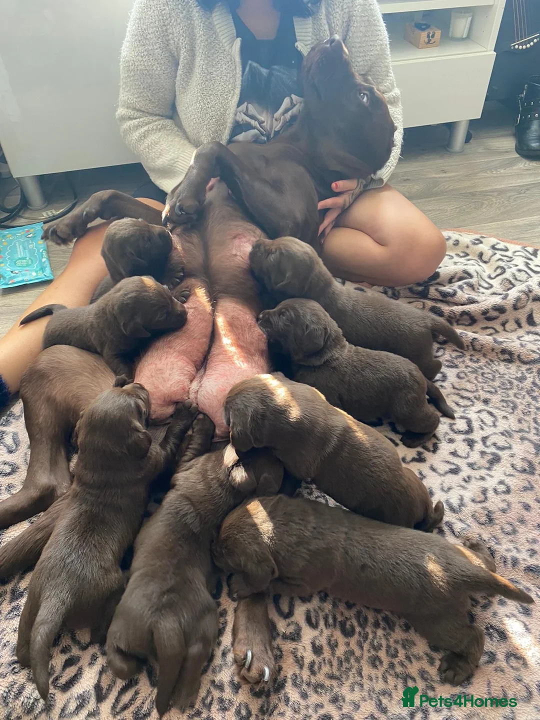 Labrador Retriever dogs for stud: HEALTH TESTED KC CHOCOLATE SHOW LABRADOR FOR STUD in Chesterfield - Advert 13