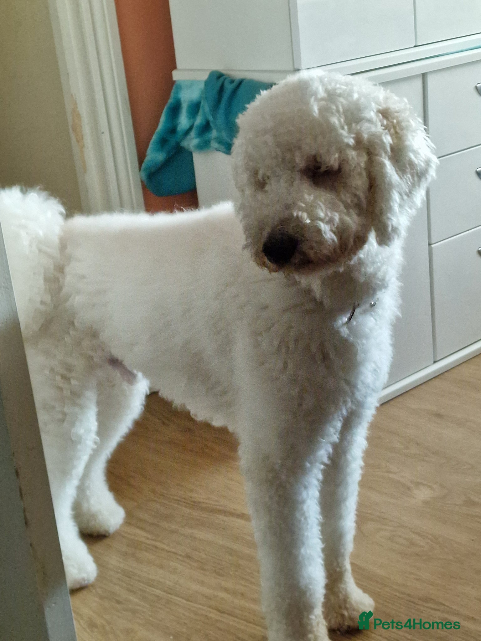 Standard Poodle dogs for stud: Standard White Poodle as stag - Advert 10