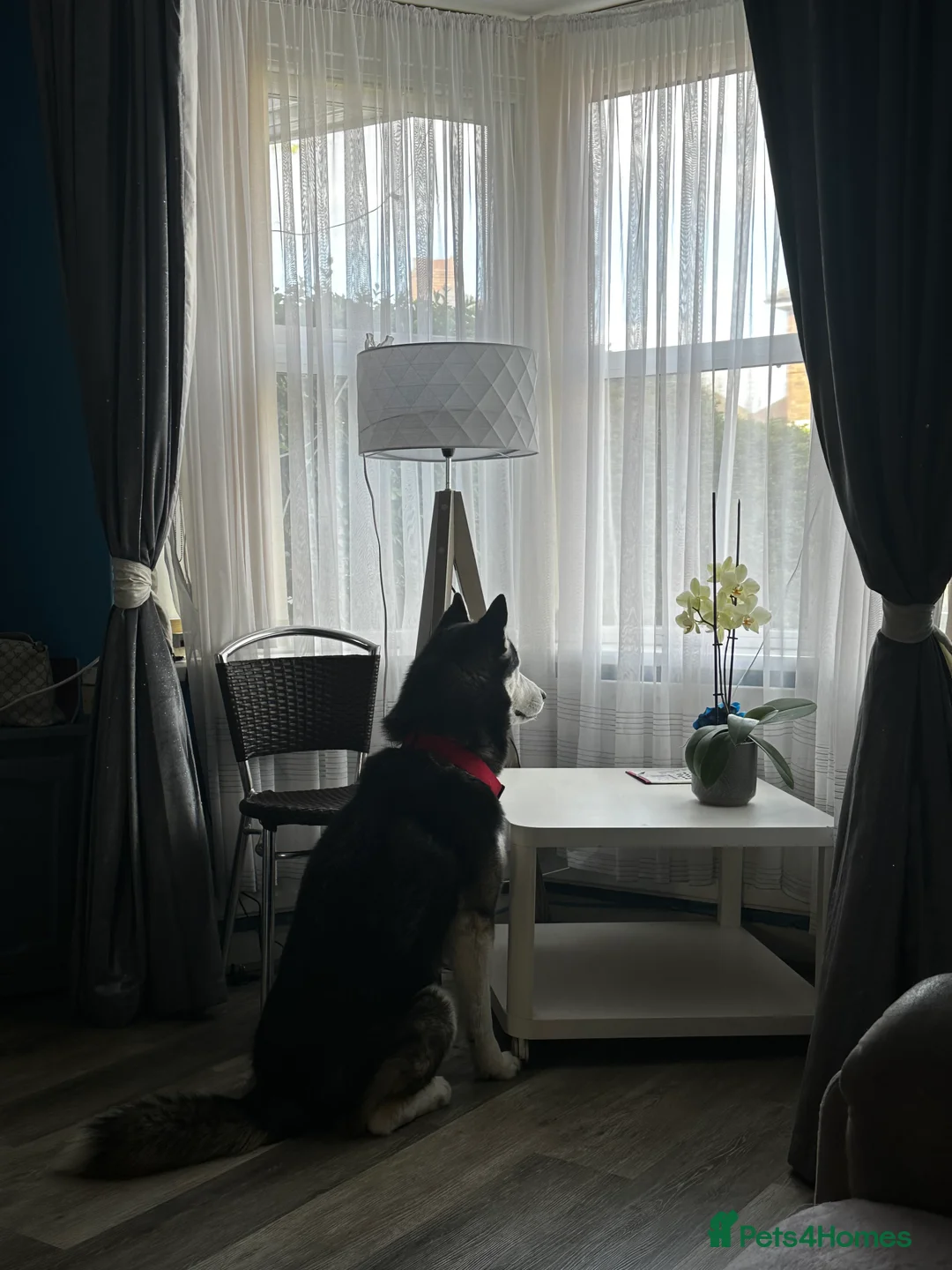 Siberian Husky dogs for stud: 🐺Lucky🐺 in Birmingham - Advert 38