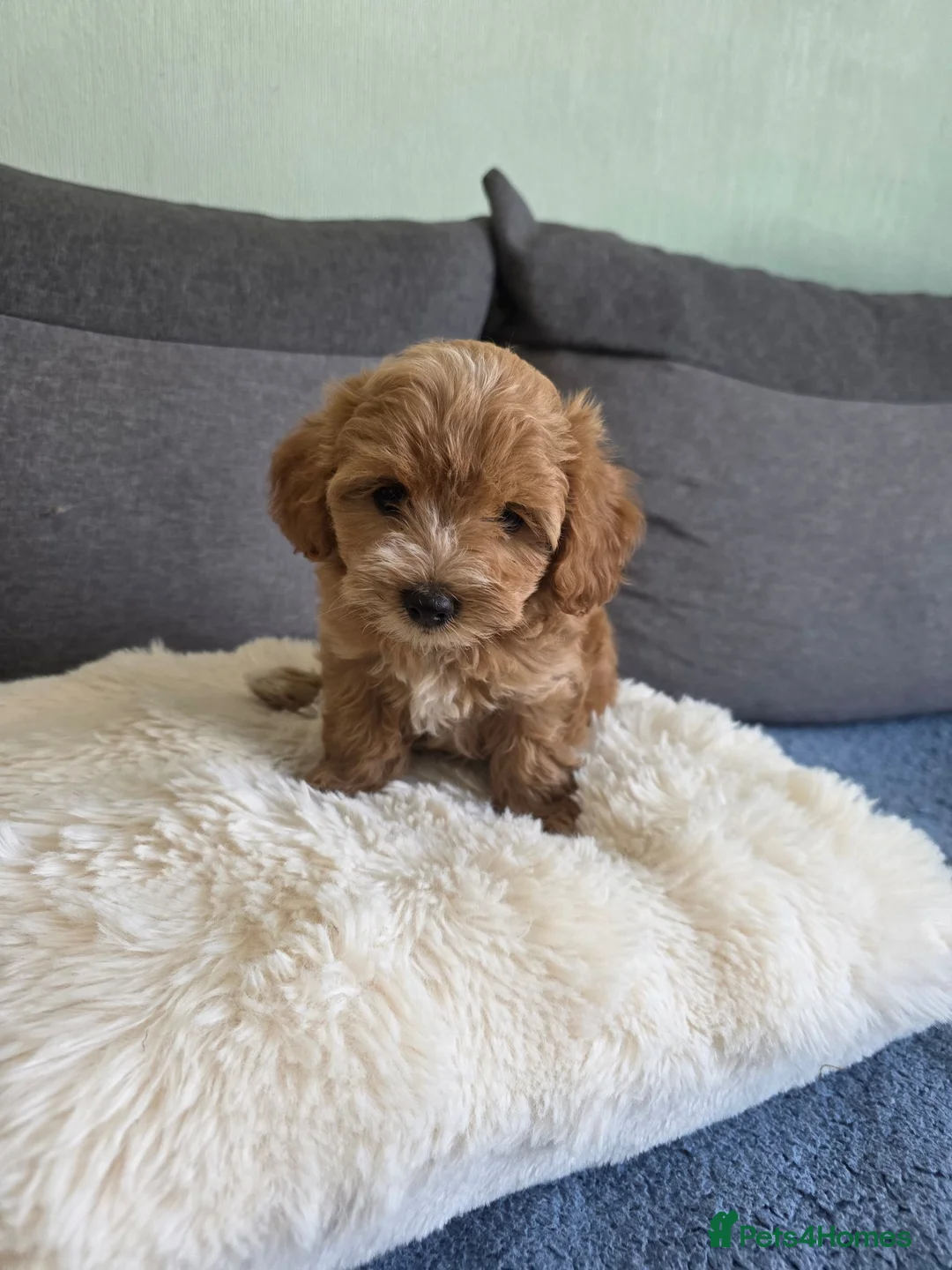 Maltipoo dogs for sale: Maltipoo lovely, cutest puppy - Advert 2