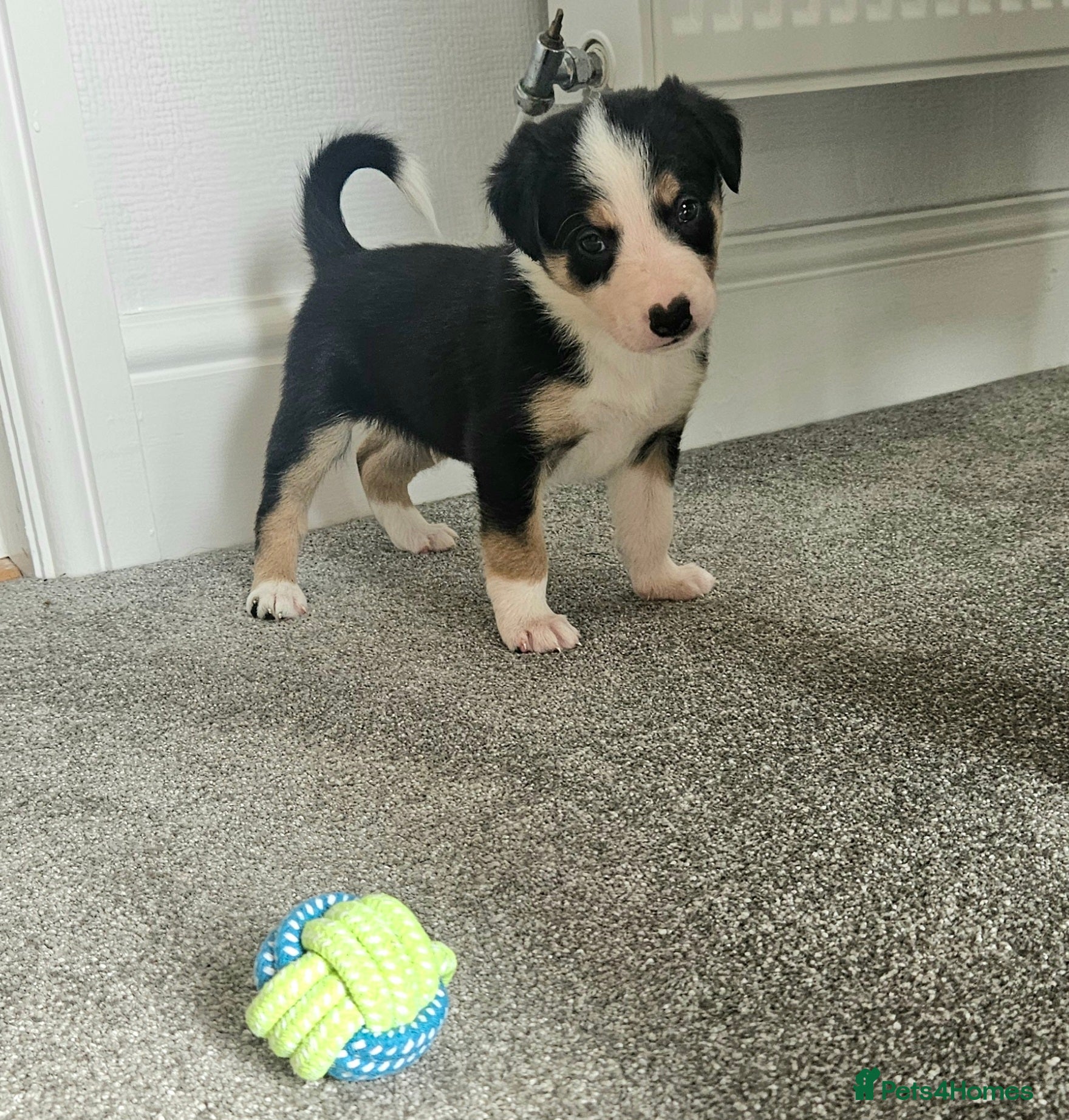 Border Collie dogs 🔥Unique tri border collie pups 🔥 - Advert 1