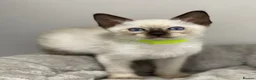 Siamese cats for sale: GCCF Registered Siamese Kittens  - Advert 9