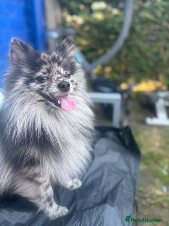 Pomeranian dogs in Manchester - Advert 1