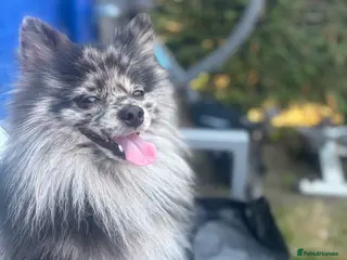 Pomeranian dogs Beautiful Pomeranian in Manchester - Advert 3