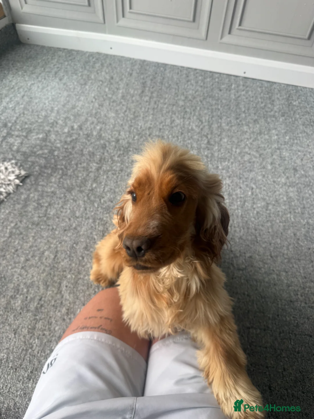 Cocker Spaniel dogs for sale: Beautiful Golden Show Cocker Spaniel 11 Months Old - Advert 2