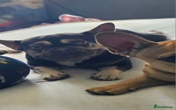 French Bulldog dogs for sale: Beautiful French Bulldog - Image 2