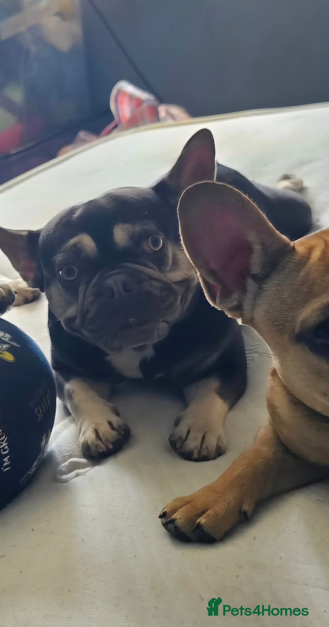 French Bulldog dogs for sale: Beautiful French Bulldog - Image 2
