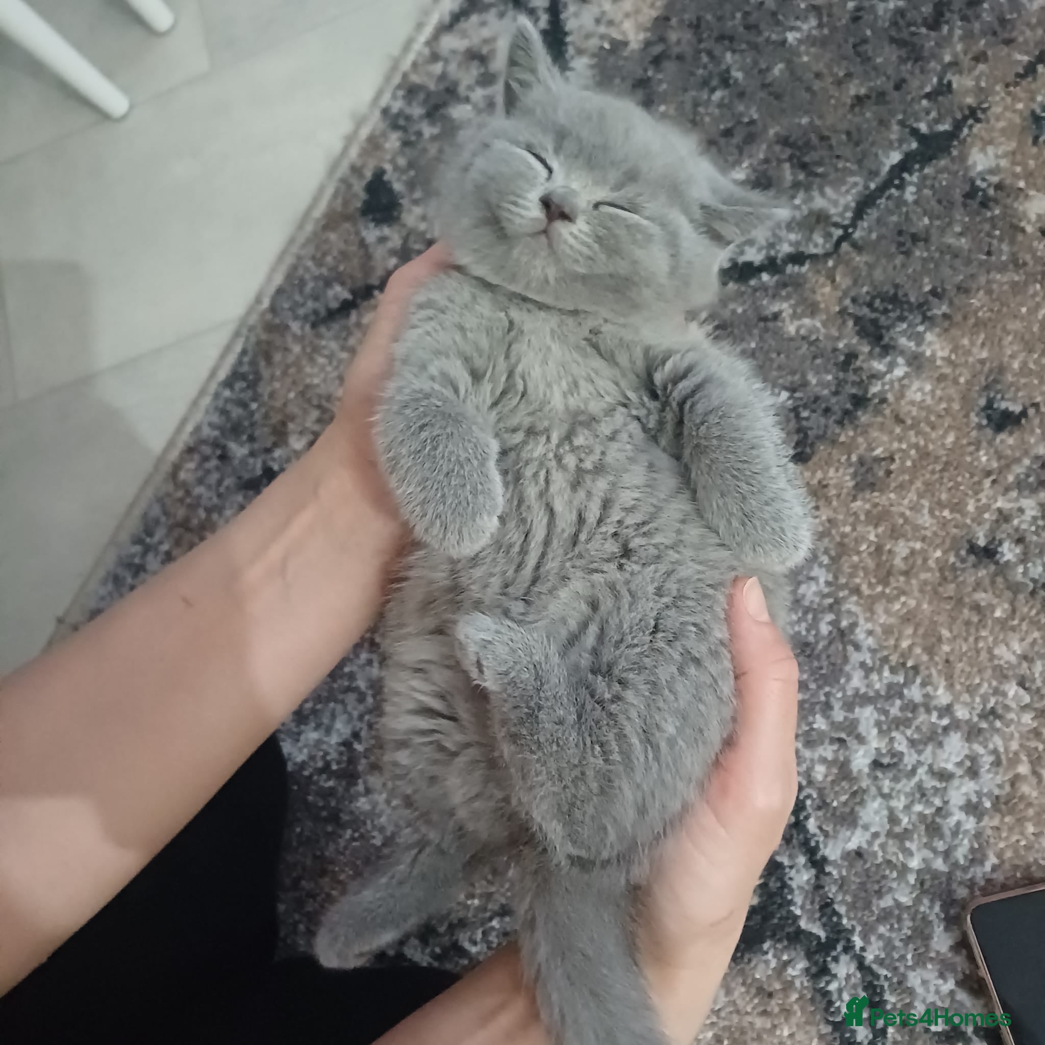 British Shorthair cats Pedigree GCCF Registered Kittens (Active). - Advert 2