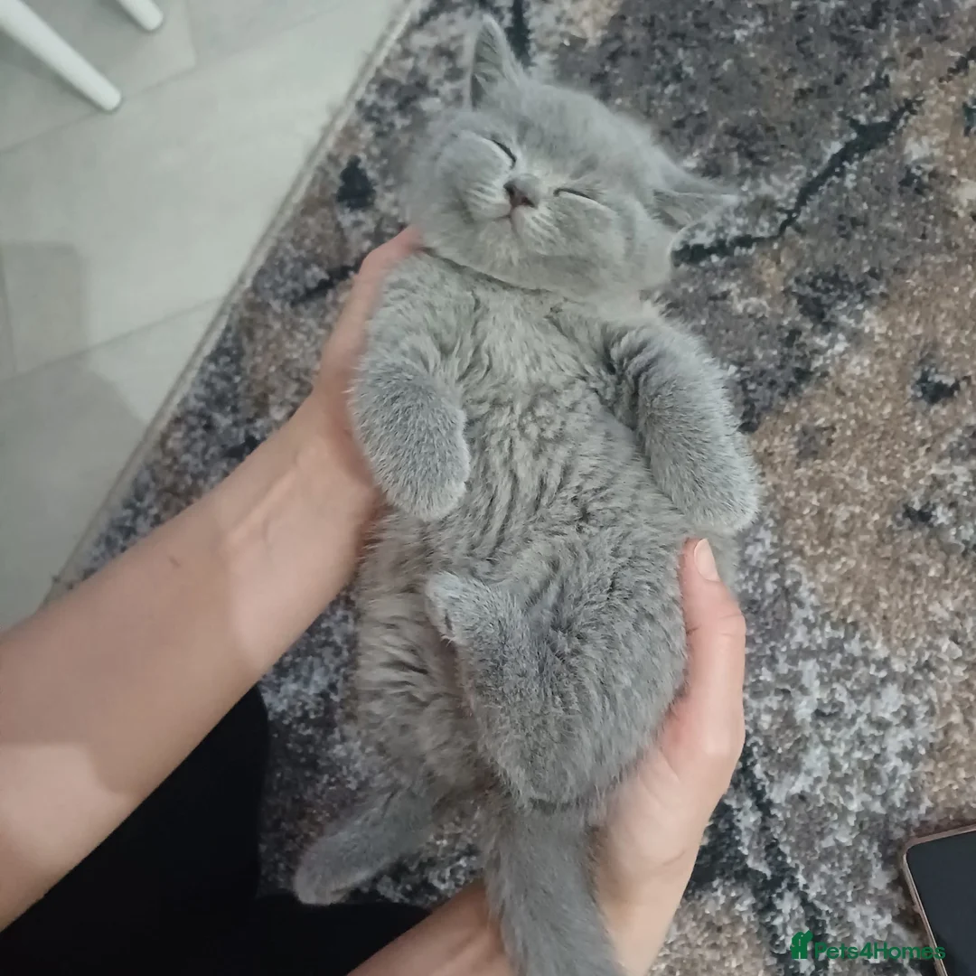 British Shorthair cats for sale: Pedigree GCCF Registered Kittens (Active). - Advert 2
