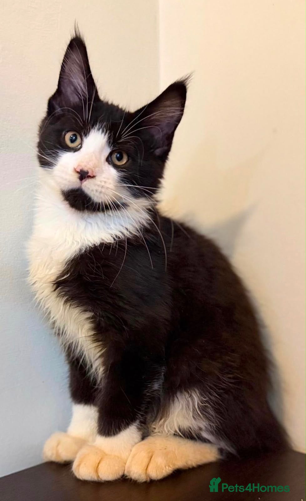Maine Coon cats Ready for home pure bred maine coon kittens - Advert 4