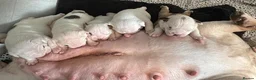 English Bulldog dogs for sale: Julie chalk  in Norwich - Advert 28