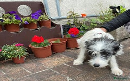 Mixed Breed dogs for adoption: Beautiful & Gentle KATALYA - for a Loving Home - Image 15