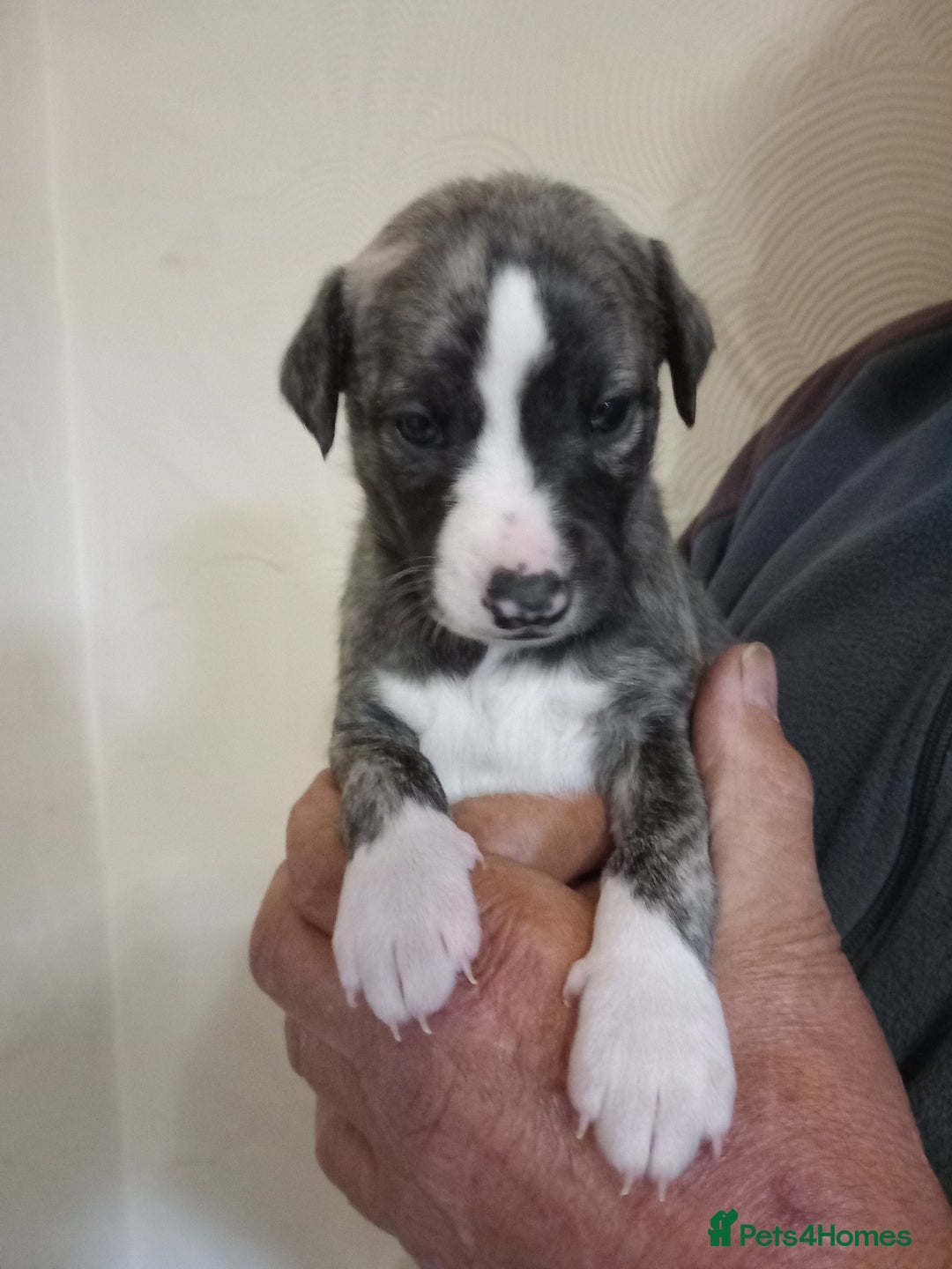 Whippet dogs for sale: Top Class Whippet Puppies bred from Champions - Image 22