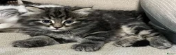 Siberian cats for sale: Your Perfect Siberian Forest Kitten Awaits in Bristol - Advert 3