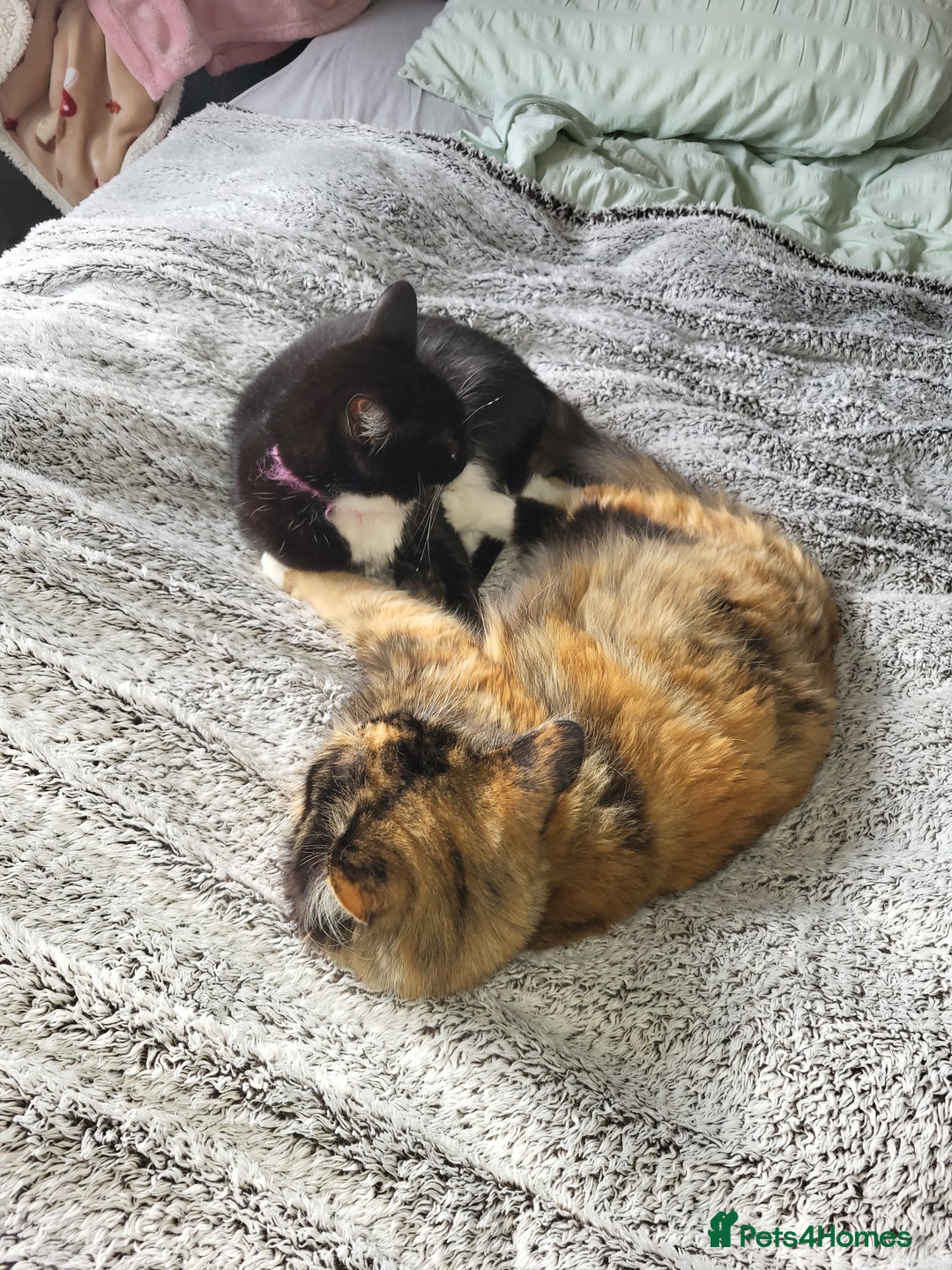 British Shorthair cats for sale: Bonded mum and daughter  - Image 6