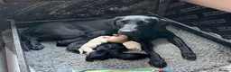Labrador Retriever dogs for sale: KC Registered Black & Yellow Labrador Puppies - Advert 1