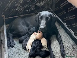 Labrador Retriever dogs KC Registered Black & Yellow Labrador Puppies - Advert 8