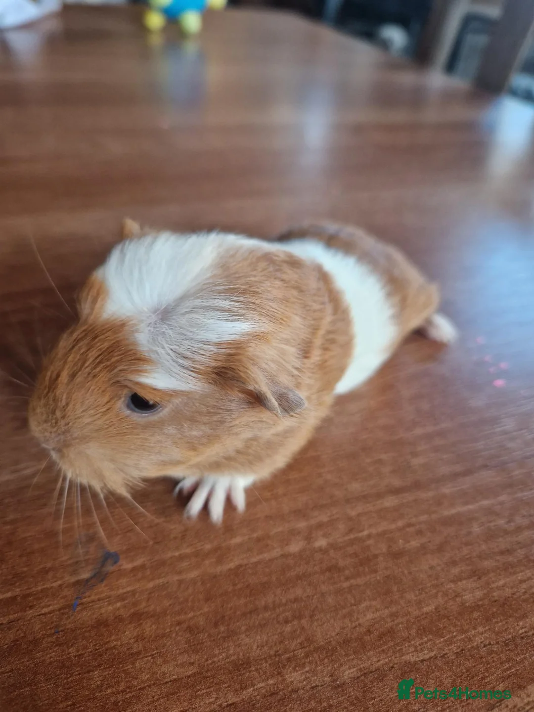 Guinea Pig rodents for sale: Baby Guinea Pigs - Advert 2
