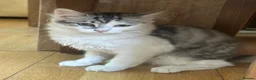 Maine Coon cats for sale: BEAUTIFUL MAINE COON MIX KITTENS - Ready now - Advert 14