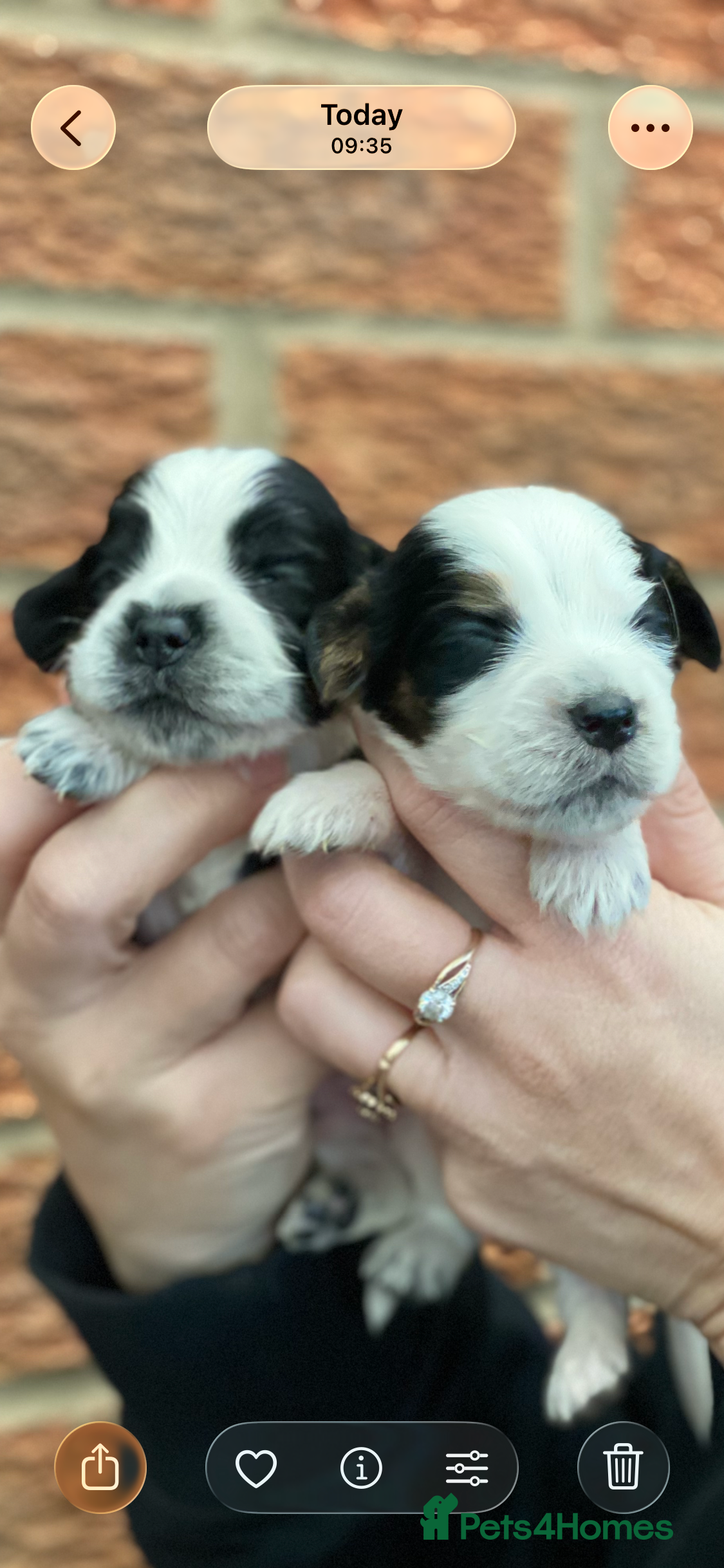 Cocker Spaniel dogs Beautiful show cocker spaniel kc reg - Advert 17