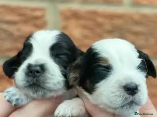 Cocker Spaniel dogs Beautiful show cocker spaniel kc reg - Advert 17