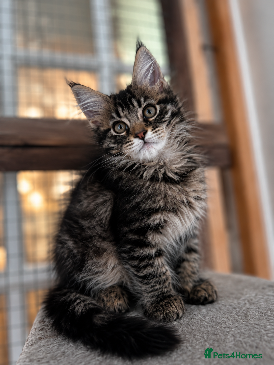 Maine Coon cats Maine coon active females readdy to leave - Advert 3