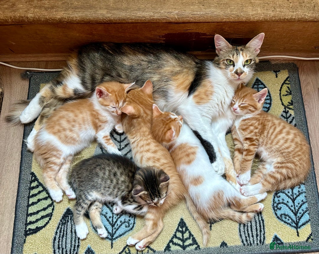 Mixed Breed cats for sale: Ginger Kittens from half Siamese mum - Image 15