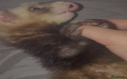 Ferret rodents for sale: X2 ferret females 12 weeks old  - Image 4