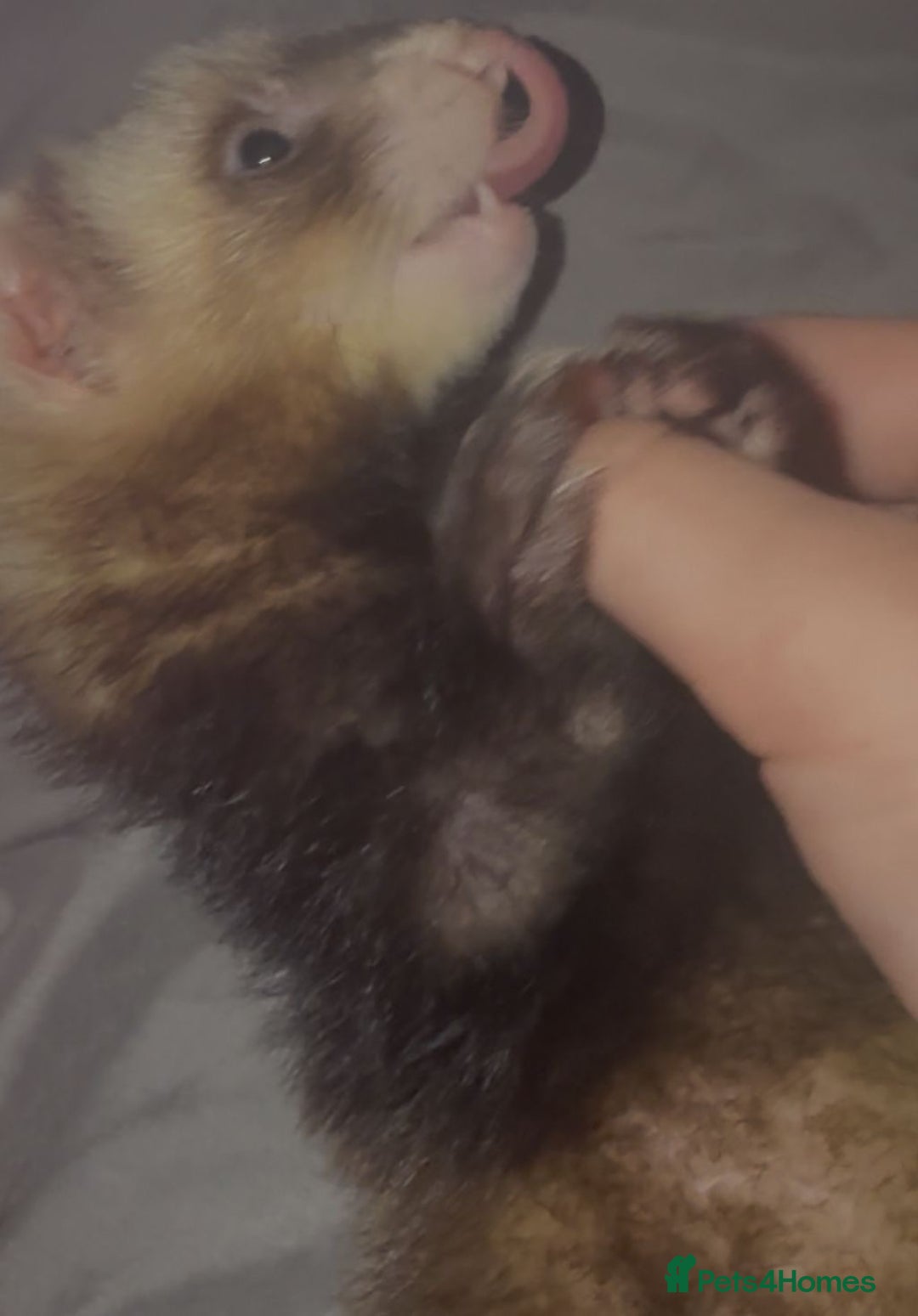 Ferret rodents for sale: X2 ferret females 12 weeks old  - Image 4
