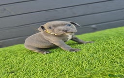 Staffordshire Bull Terrier dogs for sale: Blue Staffordshire Bull Terrier Champion Pups - Image 3