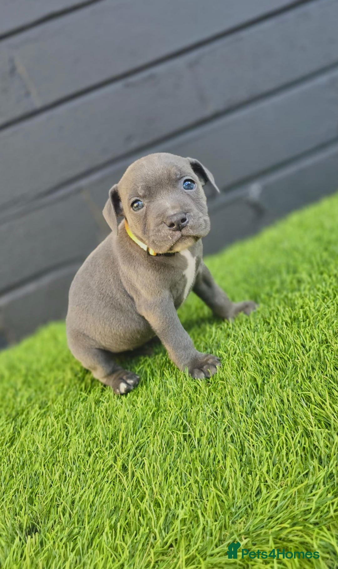 Staffordshire Bull Terrier dogs for sale: Blue Staffordshire Bull Terrier Champion Pups - Image 3