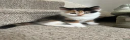 Mixed Breed cats for sale: One female calico longhair kitten  in Kidlington - Advert 8