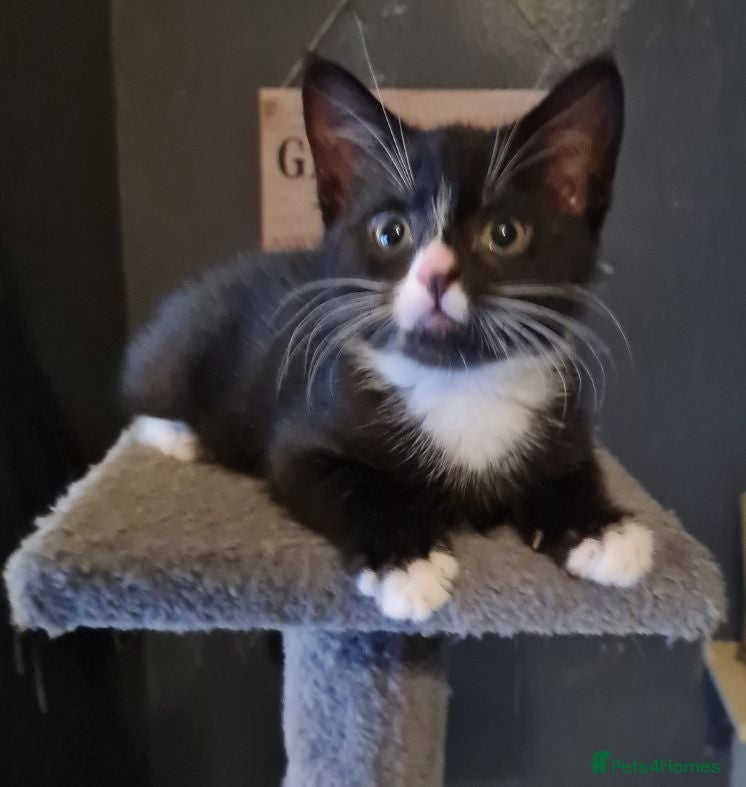 Mixed Breed cats Female kitten - Advert 1