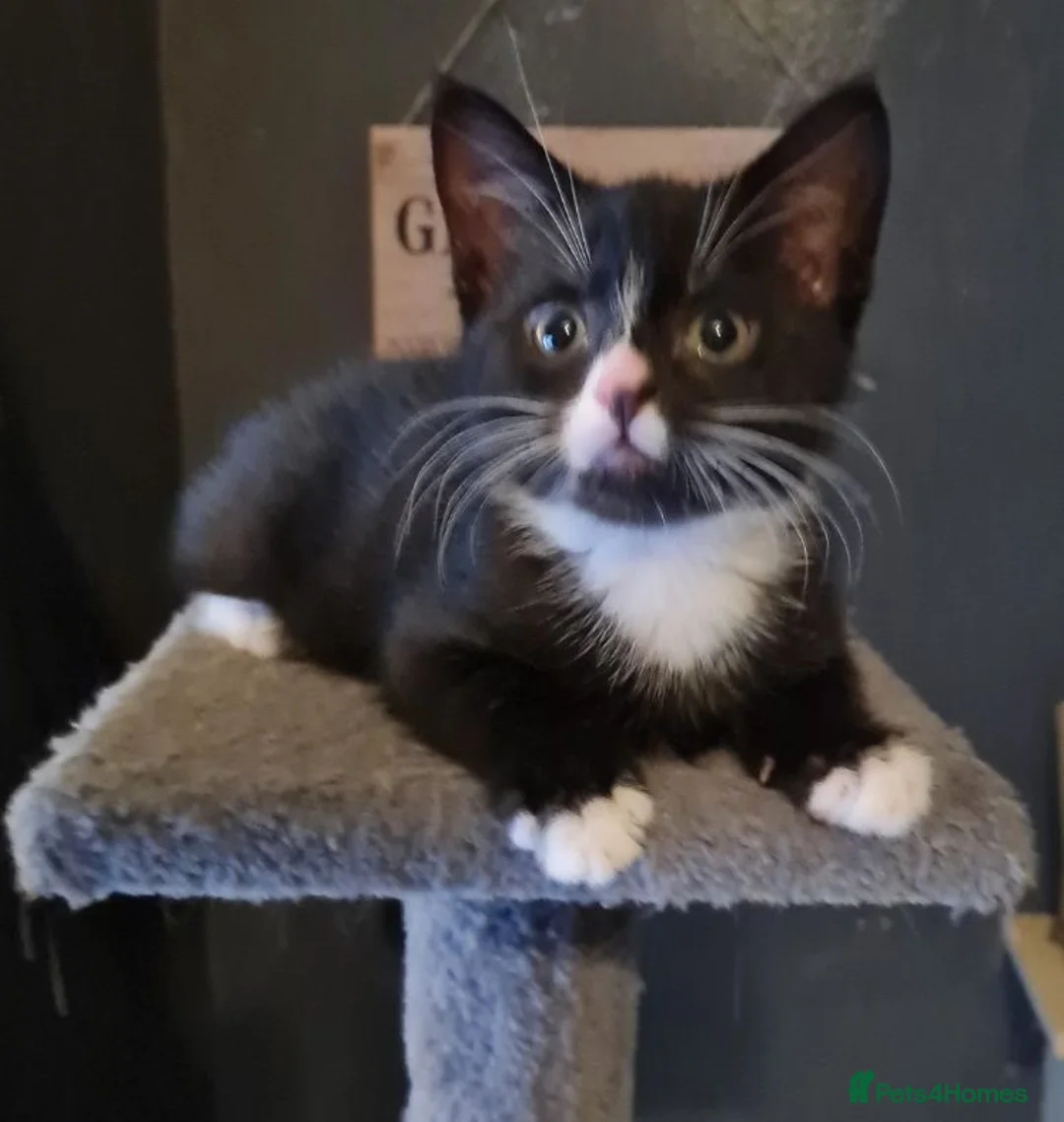 Mixed Breed cats for sale: Female kitten - Advert 1