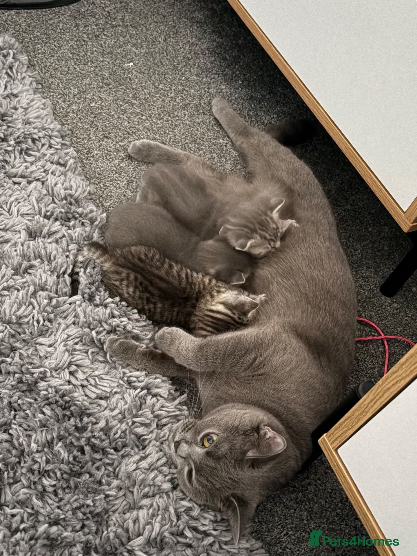 British Shorthair cats British shorthair /russian blue kittens  - Advert 2