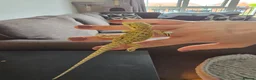 Bearded Dragon reptiles for sale: Ready for homes - Baby Bearded Dragons  - Advert 5
