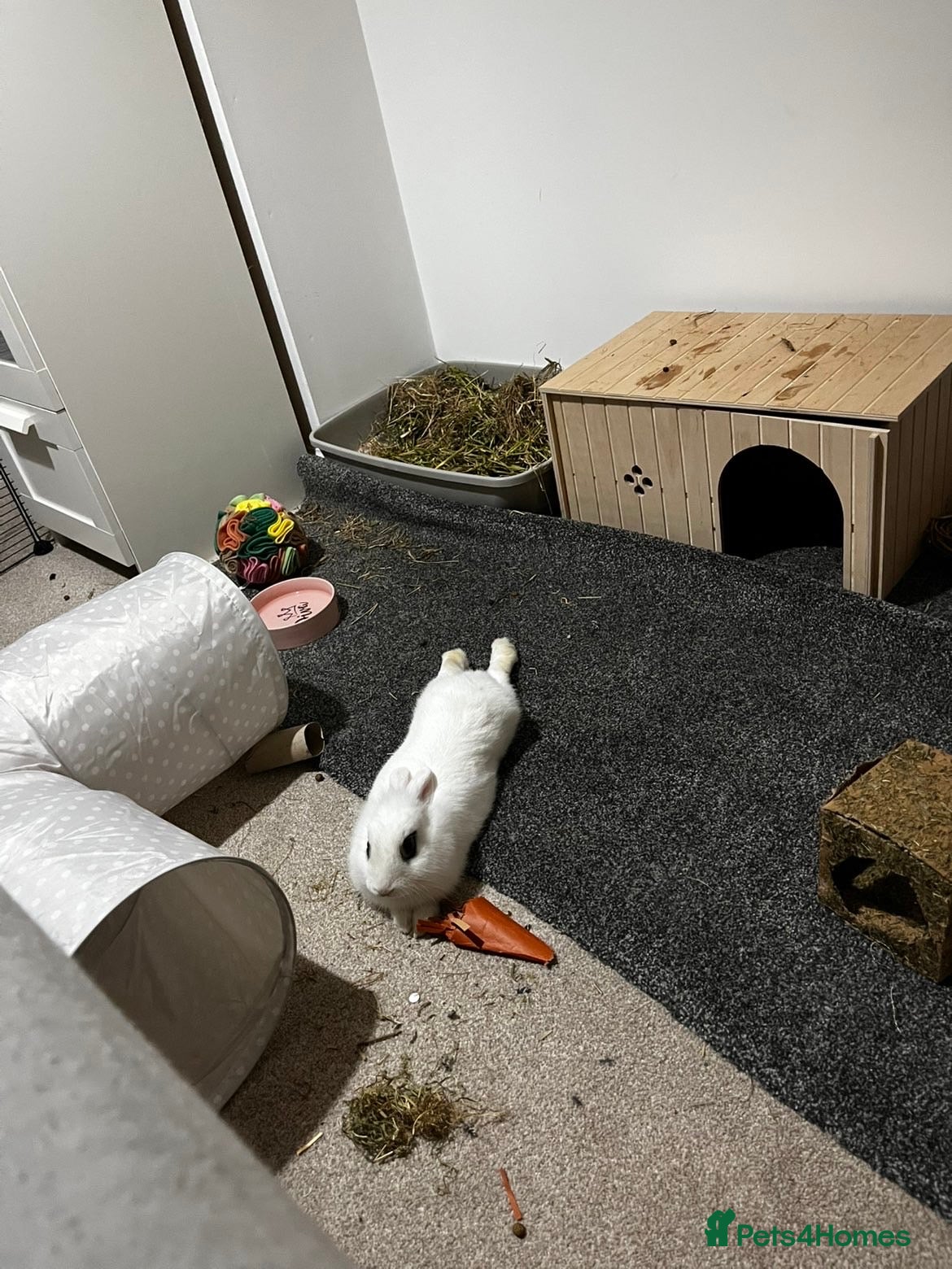 Blanc De Hotot rabbits Hotot rabbit for sale  - Advert 6
