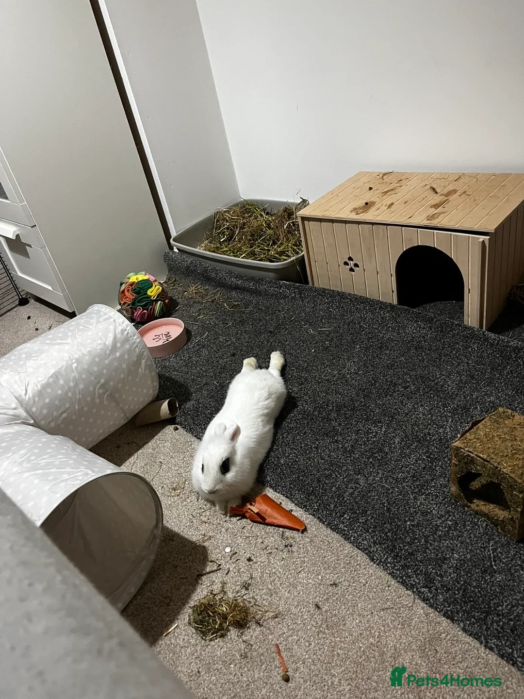 Blanc De Hotot rabbits for sale: Hotot rabbit for sale  in Bristol - Advert 1