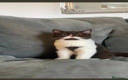 British Shorthair cats for sale: British short hair kittens  - Image 18