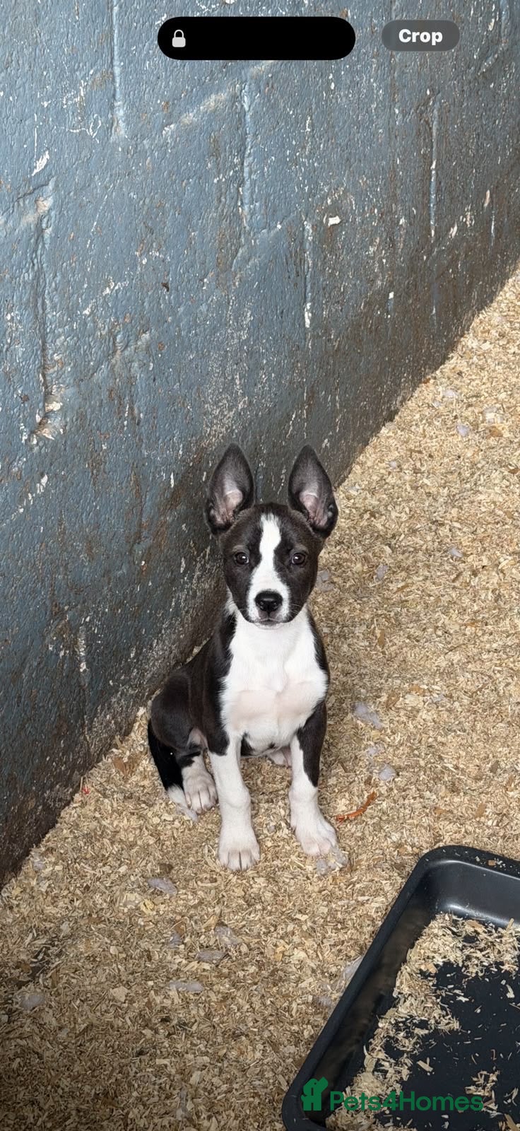 Mixed Breed dogs Nice little Huski x puppies  - Advert 12