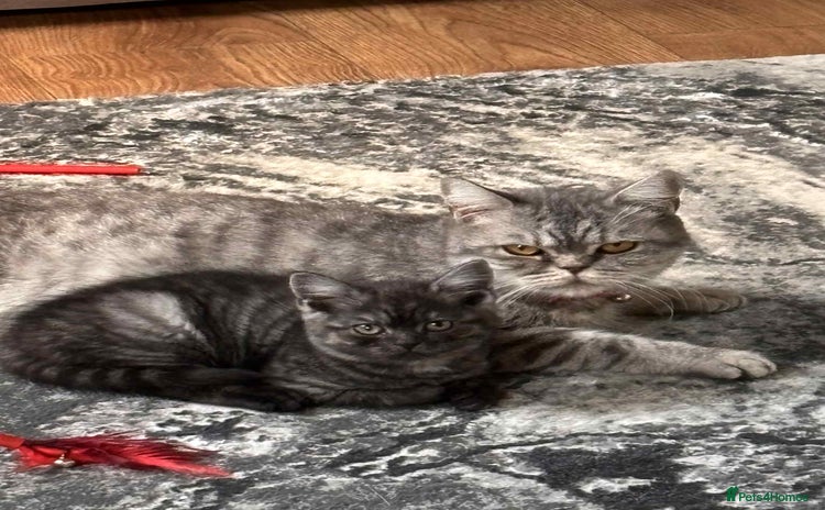 British Shorthair cats - Advert 10