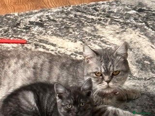 British Shorthair cats - Advert 19