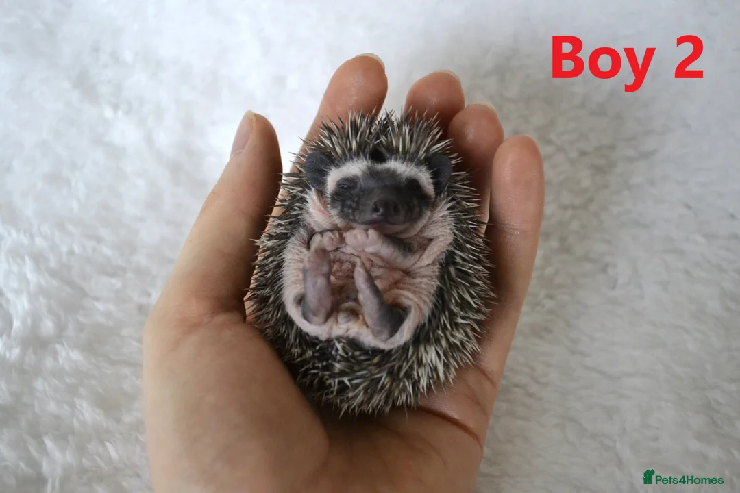 Pygmy Hedgehog rodents for sale: Pygmy hedgehogs, 1 girl 2 boys - Advert 1