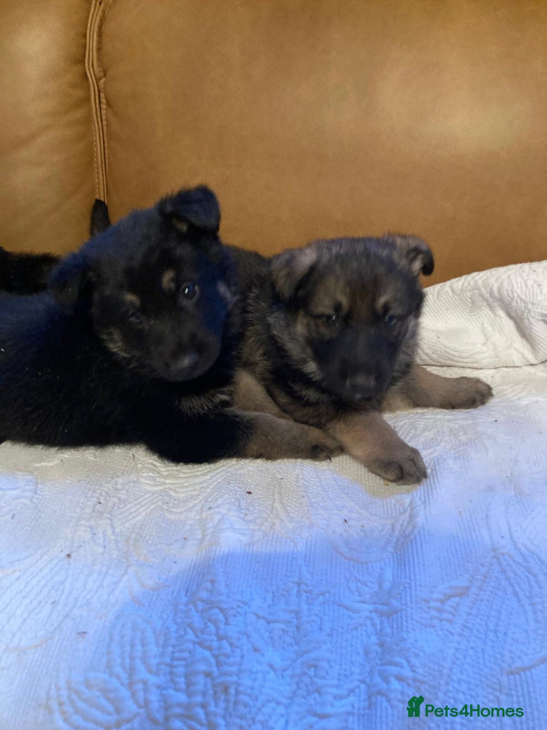 German Shepherd dogs for sale: Beautiful German shepherd Puppies - Advert 2