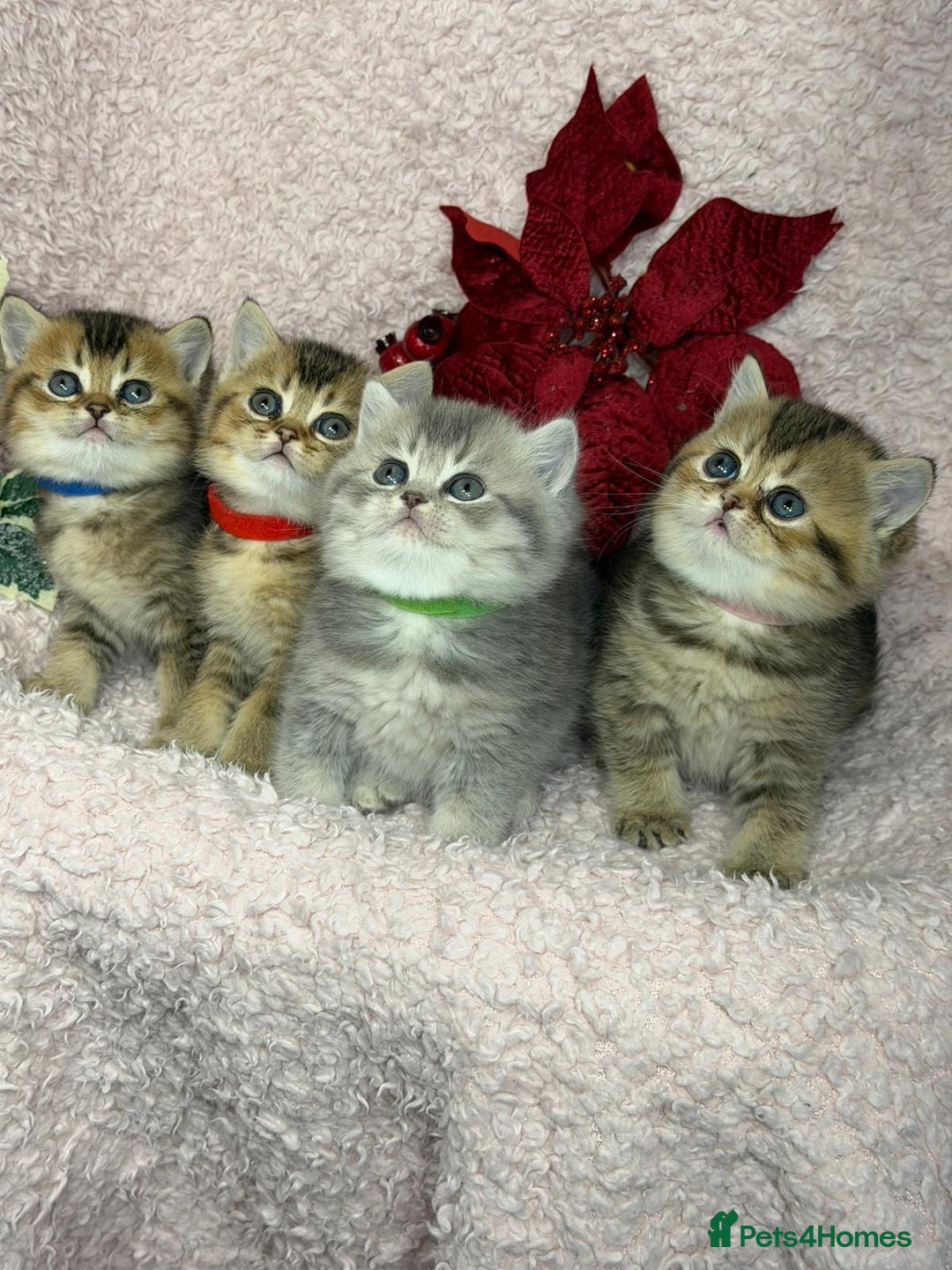 British Shorthair cats for sale: ⭐️Stunning BSH kittens GCCF registered ⭐️ - Advert 4