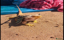 Bearded Dragon reptiles for sale: Female bearded dragon - Image 3