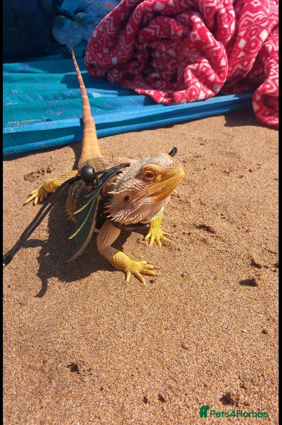 Bearded Dragon reptiles for sale: Female bearded dragon - Image 3