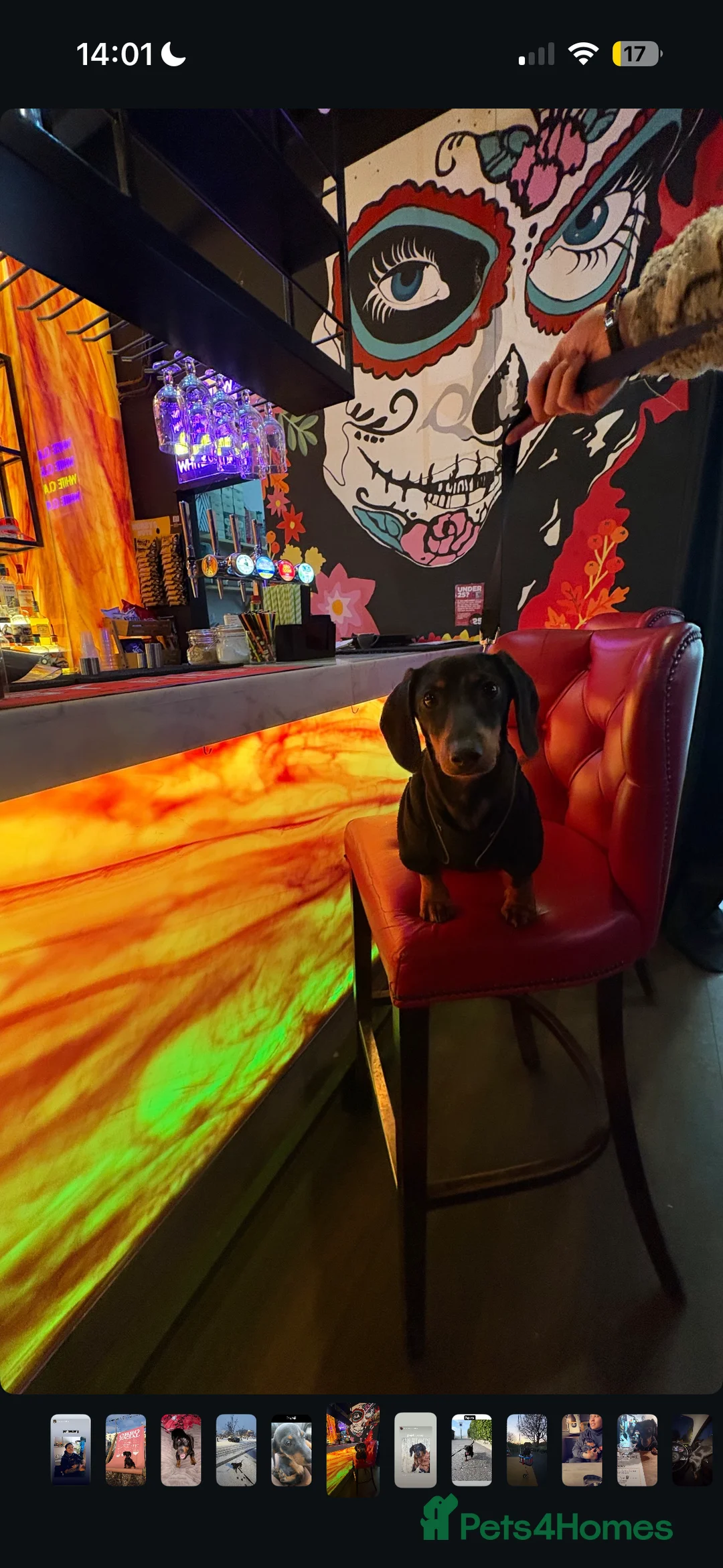 Dachshund dogs for sale: NOT FOR SALE. CO-OWN ONLY (REJII) - Advert 4