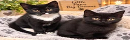 British Shorthair cats for sale: Beautiful Kittens 😻😻 - Advert 5